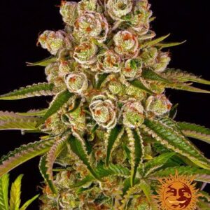 Kush Mintz de Barney's Farm son semillas de marihuana feminizadas que puedes comprar en nuestro grow shop online.