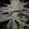 Bubba Kush CBD (Dinafem seeds), semillas de marihuana feminizadas que puedes comprar en nuestro grow shop online.