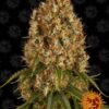 Orange Sherbet de Barney's Farm son semillas de marihuana feminizadas que puedes comprar en nuestro grow shop online.