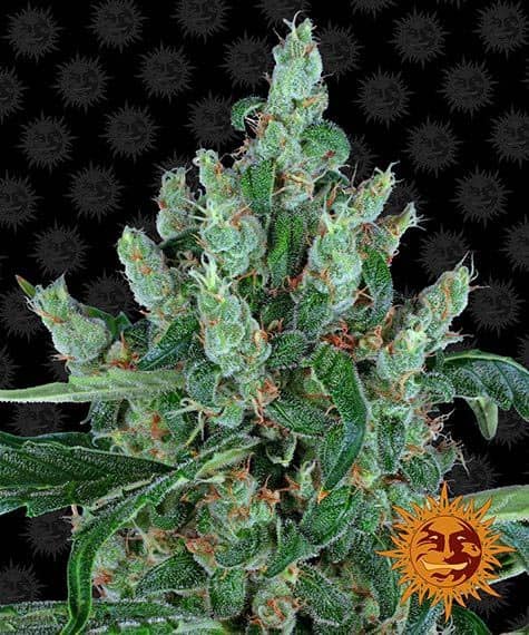 Laughing Buddha de Barney's Farm son semillas de marihuana feminizadas que puedes comprar en nuestro grow shop online.
