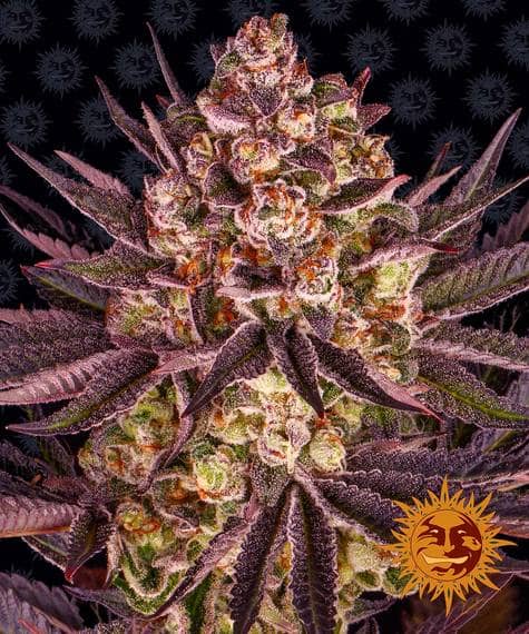 Biscotti Mintz de Barney's Farm son semillas de marihuana feminizadas que puedes comprar en nuestro grow shop online.