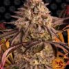 Blue Sunset Sherbet de Barney's Farm son semillas de marihuana feminizadas que puedes comprar en nuestro grow shop online.