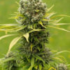 Dinamed CBD Plus (Dinafem seeds), semillas de marihuana feminizadas que puedes comprar en nuestro grow shop online.