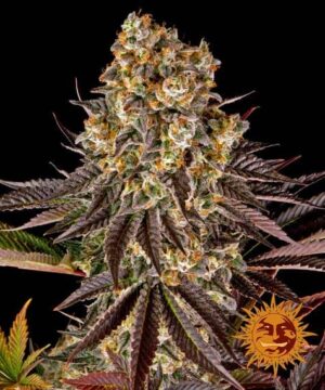 Gelato #45 de Barney's Farm son semillas de marihuana feminizadas que puedes comprar en nuestro grow shop online.