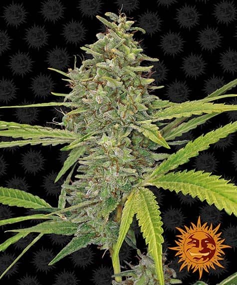 G13 Haze de Barney's Farm semillas de marihuana que podrás comprar en Themariashop
