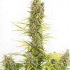 Amnesia CBD Auto (Dinafem seeds), semillas de marihuana feminizadas autoflorecientes que puedes comprar en nuestro grow shop online.