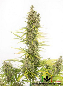 Amnesia CBD Auto (Dinafem seeds), semillas de marihuana feminizadas autoflorecientes que puedes comprar en nuestro grow shop online.