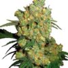 Big Bud semillas de marihuana feminizadas de Sensi Seeds Bank que podrás comprar en Themariashop