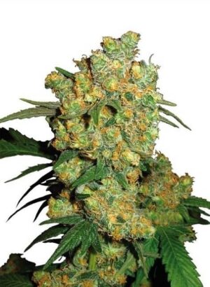 Big Bud semillas de marihuana feminizadas de Sensi Seeds Bank que podrás comprar en Themariashop
