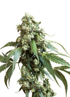 Jack Flash #5, son semillas de marihuana, un cruce entre (Jack Herer x Super Skunk x Haze) de produccion elevada, que puedes comprar en nuestro grow shop.