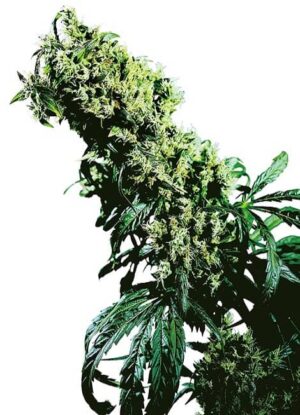 Northern Light 5 x Haze, son semillas de marihuana feminizadas que puedes comprar en nuestro Grow Shop online.