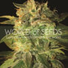 Sugar Mango Ryder de World Of Seeds, son semillas de marihuana autoflorecientes feminizadas que puedes comprar en nuestro Grow Shop online.