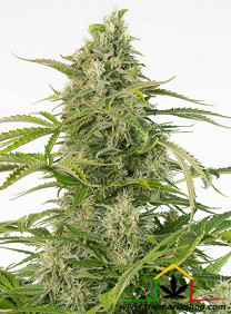 Cheese CBD Autoflowering (Dinafem seeds), semillas de marihuana feminizadas autoflorecientes que puedes comprar en nuestro grow shop online.