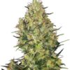 Shiva Skunk, son semillas de marihuana feminizadas, variedad muy productiva con un potente efecto corporal, que puedes comprar en nuestro Grow Shop.