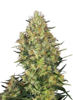 Shiva Skunk, son semillas de marihuana feminizadas, variedad muy productiva con un potente efecto corporal, que puedes comprar en nuestro Grow Shop.