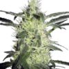 Silver Haze de Sensi Seeds, son semillas de marihuana feminizadas, variedad muy productiva con un efecto celebral, que puedes comprar en nuestro grow shop.
