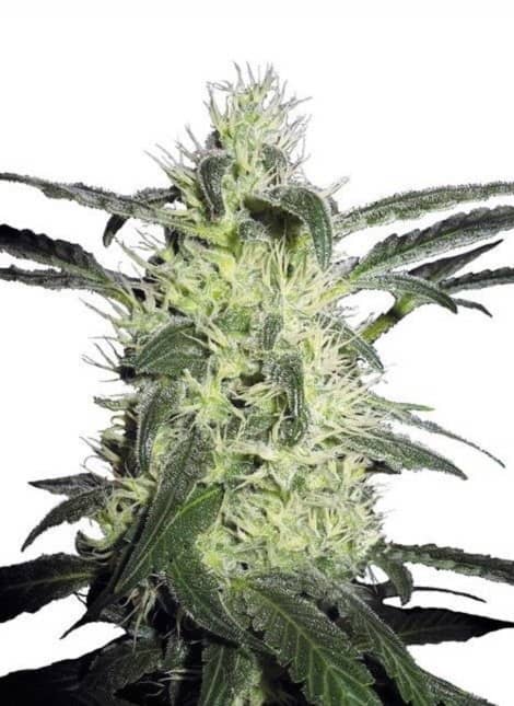 Silver Haze de Sensi Seeds, son semillas de marihuana feminizadas, variedad muy productiva con un efecto celebral, que puedes comprar en nuestro grow shop.