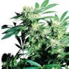 Skunk Kush, son semillas de marihuana feminizadas, es un cruce entre (Skunk x Afghan) que puedes comprar en nuestro grow shop.