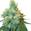 Jack Herer de Sensi Seeds, semillas de marihuana que podrás comprar en Themariashop.