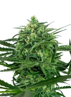 Sensi Amnesia de Sensi Seeds son semillas de marihuana feminizadas que puedes comprar en nuestro grow shop online al mejor precio.