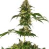 Cobalt Haze de Sensi Seeds son semillas de marihuana feminizadas que puedes comprar en nuestro grow shop online al mejor precio.