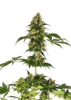 Cobalt Haze de Sensi Seeds son semillas de marihuana feminizadas que puedes comprar en nuestro grow shop online al mejor precio.
