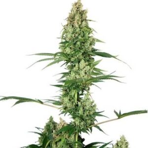 Silver Fire de Sensi Seeds son semillas de marihuana feminizadas que puedes comprar en nuestro grow shop online al mejor precio.