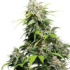 California Indica de Sensi Seeds son semillas de marihuana feminizadas que puedes comprar en nuestro grow shop online al mejor precio.