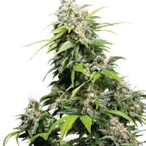 California Indica de Sensi Seeds son semillas de marihuana feminizadas que puedes comprar en nuestro grow shop online al mejor precio.