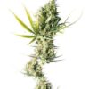 Durban de Sensi Seeds son semillas de marihuana feminizadas que puedes comprar en nuestro grow shop online al mejor precio.
