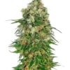 Shiva Skunk Auto de Sensi Seeds son semillas de marihuana autoflorecientes que puedes comprar al mejor precio en nuestro grow shop online.