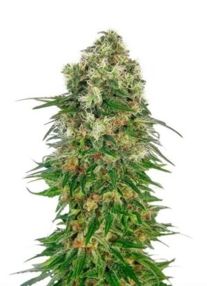 Shiva Skunk Auto de Sensi Seeds son semillas de marihuana autoflorecientes que puedes comprar al mejor precio en nuestro grow shop online.