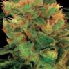 Blue Hash, son semillas de marihuana feminizadas, es un cruce entre (Blueberry x California Hashplant) que puedes comprar en nuestro grow shop online.