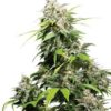 California Indica de Sensi Seeds, son semillas de marihuana regulares que puedes comprar en nuestro grow shop online.