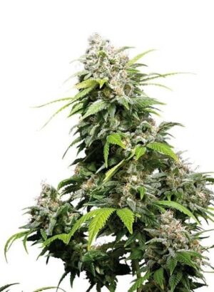 California Indica de Sensi Seeds, son semillas de marihuana regulares que puedes comprar en nuestro grow shop online.