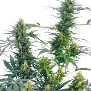 Guerrilla's Gusto de Sensi Seeds Bank son semillas de marihuana regulares que puedes comprar en nuestro grow shop online.