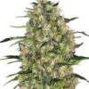 Black Domina Regular son semillas de cannabis regulares del banco de semillas Sensi Seeds que puedes comrar en nuestra tienda online.
