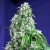 Big Devil F1 Fast Version (f1) de Sweet Seeds, son semillas de marihuana feminizadas que puedes comprar en nuestro grow shop online.