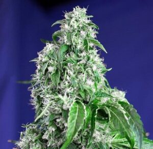 Big Devil F1 Fast Version (f1) de Sweet Seeds, son semillas de marihuana feminizadas que puedes comprar en nuestro grow shop online.