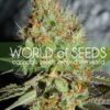 Afghan Kush Special de World of Seeds Legend Collection, son semillas de marihuana feminizadas que puedes comprar en nuestro Grow Shop.