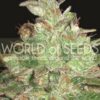 Afghan Kush x Black Domina de World of Seeds Medical Collection,son semillas de marihuana efecto medicinal que puedes comprar en nuestro Grow Shop online.