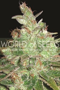 Afghan Kush x Black Domina de World of Seeds Medical Collection,son semillas de marihuana efecto medicinal que puedes comprar en nuestro Grow Shop online.