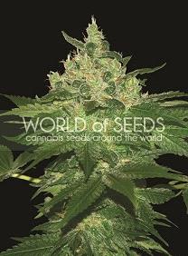 Afghan Kush de World of Seeds Pure Origin,son semillas de marihuana feminizadas originales de diferentes paises que puedes comprar en nuestro Grow Shop