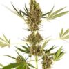 Alpine Delight CBD Auto de Sensi Seeds son semillas de marihuana CBD que puedes comprar al mejor precio en nuestro grow shop online.
