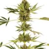 Himalayan CBD de Sensi Seeds son semillas de marihuana CBD que puedes comprar al mejor precio en nuestro grow shop online.