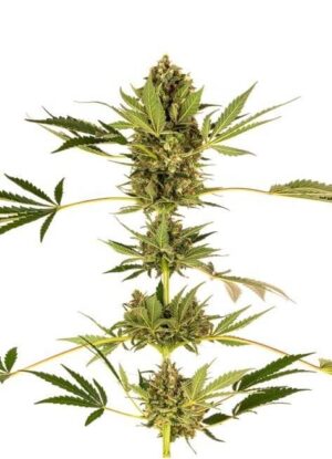 Himalayan CBD de Sensi Seeds son semillas de marihuana CBD que puedes comprar al mejor precio en nuestro grow shop online.
