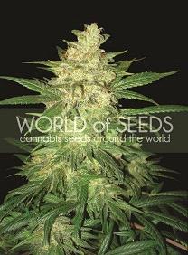 Sweet Coffee Ryder Auto de World of Seeds, son semillas de marihuana autoflorecientes feminizadas que puedes comprar en nuestro Grow Shop.