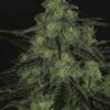 Black Valley de Ripper Seeds, son semillas de marihuana feminizadas que puedes comprar en nuestro grow shop.