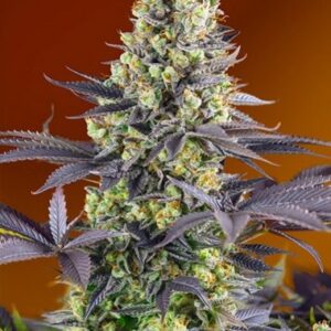 Sweet Zenzation de Sweet Seeds son semillas de marihuana feminizadas que puedes comprar en nuestro grow shop online.