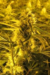 Channel + de Medical Seeds, son semillas de marihuana feminizadas que puedes comprar en nuestro grow shop online.